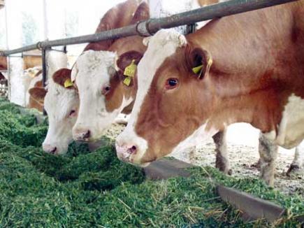Fermă de bovine închisă, pentru că nu respecta norme elementare de siguranţă veterinară
